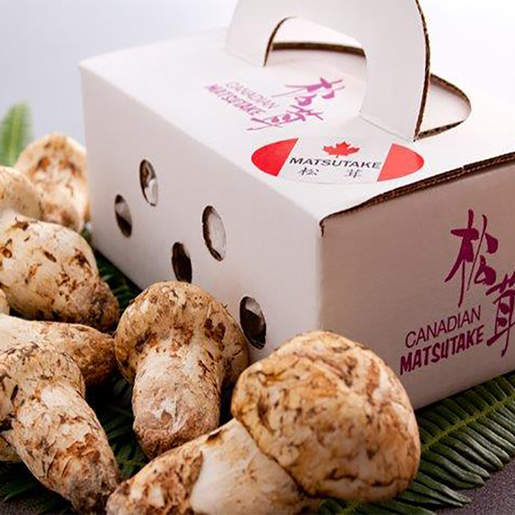 カナダ産Premium Grade 松茸